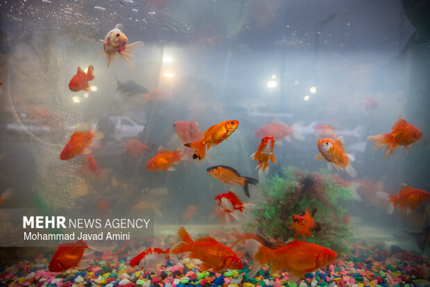 بازار قزوین در ساعات پایانی سال ۱۴۰۴