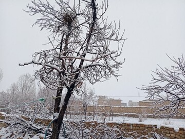 برف بهاری سفتجان را سفیدپوش کرد