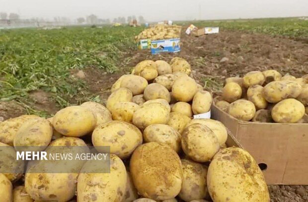 صدور مجوز صادرات سیبزمینی از گلستان؛ اولویت با تجار بومی و رقابت سالم
