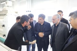 معاون استاندار تهران:ماهانه ۱۰۰ هزار تن آرد در استان تهران مصرف می شود