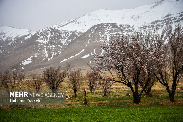 شکوفه‌های بهاری