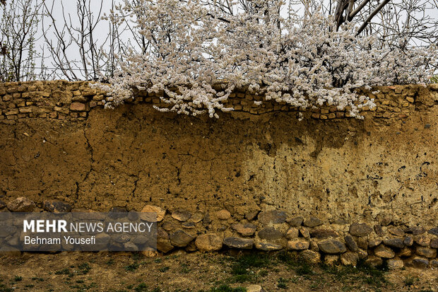 شکوفه‌های بهاری