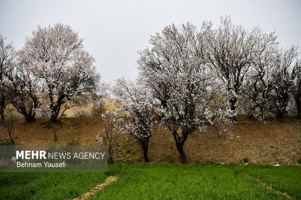 شکوفه‌های بهاری