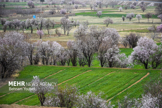 شکوفه‌های بهاری
