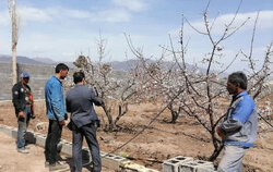 برخورد قاطع با سودجویان اراضی کشاورزی شاهرود؛ امنیت غذایی خط قرمز است