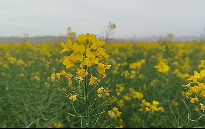 دشت کلزا؛ نعمتی در دل کویر بردسکن 