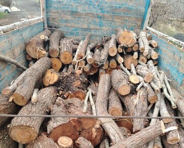 کشف و ضبط ۴ تُن چوب بید قاچاق در کامیاران