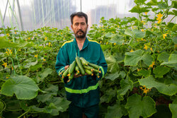 اشتغال ۵۲۰۰ نفر در گلخانه های هیرمند