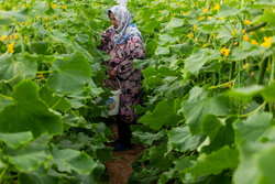 رونق کشت در شاهرود با ۱۶۰ گلخانه فعال؛ تولید سالانه ۴ هزار تن محصول