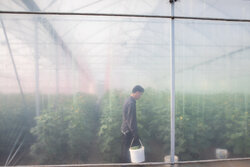 برداشت چغاله بادام و خیار گلخانه‌ای از باغ‌های دشت کاشان