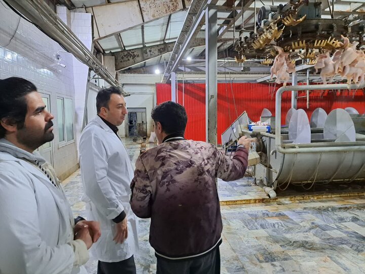 تأکید دامپزشکی کرمانشاه بر نظارت مستمر بر کشتارگاه‌های طیور