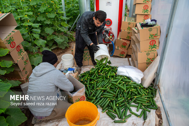 برداشت چغاله بادام و خیار گلخانه‌ای از باغ‌های دشت کاشان