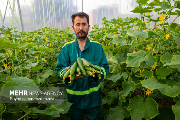 اشتغال ۵۲۰۰ نفر در گلخانه های هیرمند