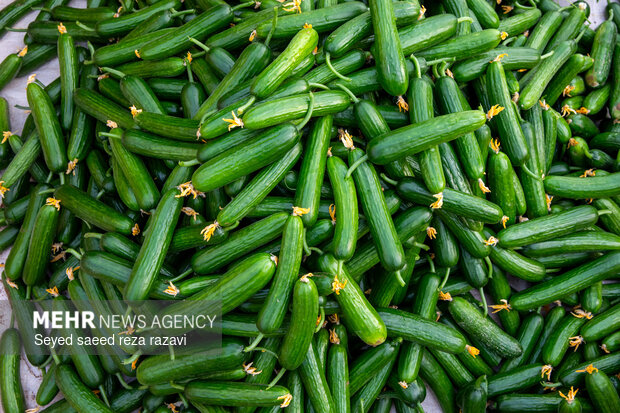 برداشت چغاله بادام و خیار گلخانه‌ای از باغ‌های دشت کاشان