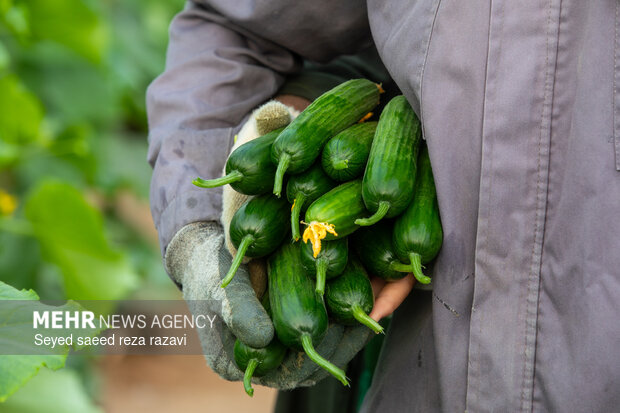 برداشت چغاله بادام و خیار گلخانه‌ای از باغ‌های دشت کاشان