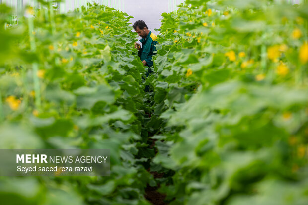 برداشت چغاله بادام و خیار گلخانه‌ای از باغ‌های دشت کاشان