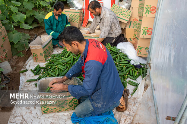 برداشت چغاله بادام و خیار گلخانه‌ای از باغ‌های دشت کاشان
