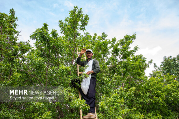 برداشت چغاله بادام و خیار گلخانه‌ای از باغ‌های دشت کاشان