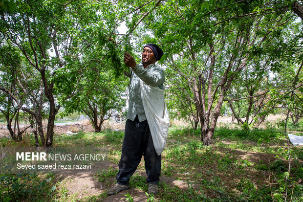 برداشت چغاله بادام و خیار گلخانه‌ای از باغ‌های دشت کاشان