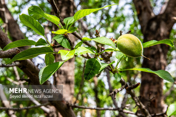 برداشت چغاله بادام و خیار گلخانه‌ای از باغ‌های دشت کاشان