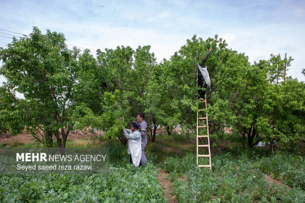 برداشت چغاله بادام و خیار گلخانه‌ای از باغ‌های دشت کاشان