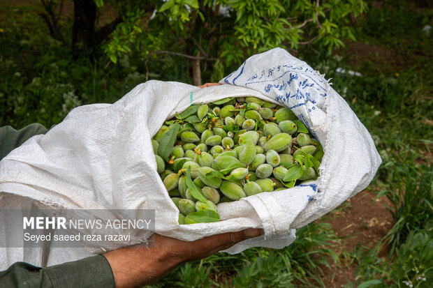 برداشت چغاله بادام و خیار گلخانه‌ای از باغ‌های دشت کاشان