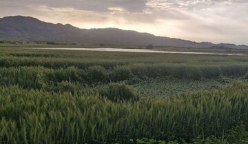 کشاورزی «بوشکان» نیازمند توجه ویژه؛ از روزهای پررونق تا بی‌آبی و افول