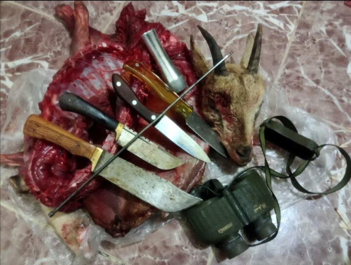 دستگیری متخلفان شکار حیات‌وحش و کشف لاشه کل وحشی در منطقه قیصری