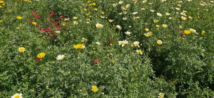 کشاورزی «بوشکان» نیازمند توجه ویژه؛ از روزهای پررونق تا بیآبی و افول
