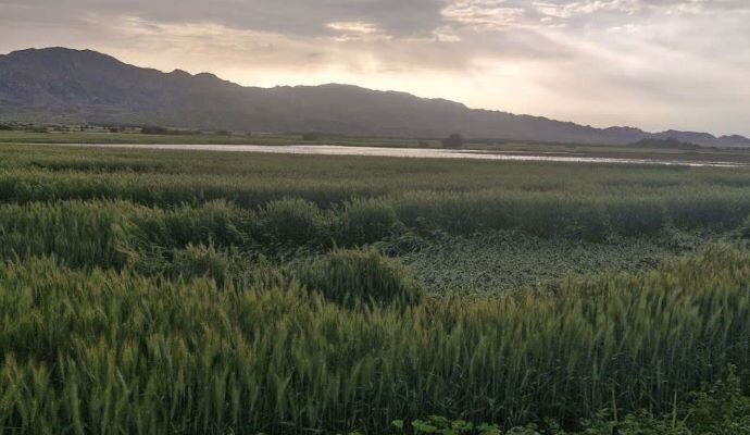 کشاورزی «بوشکان» نیازمند توجه ویژه؛ از روزهای پررونق تا بی‌آبی و افول