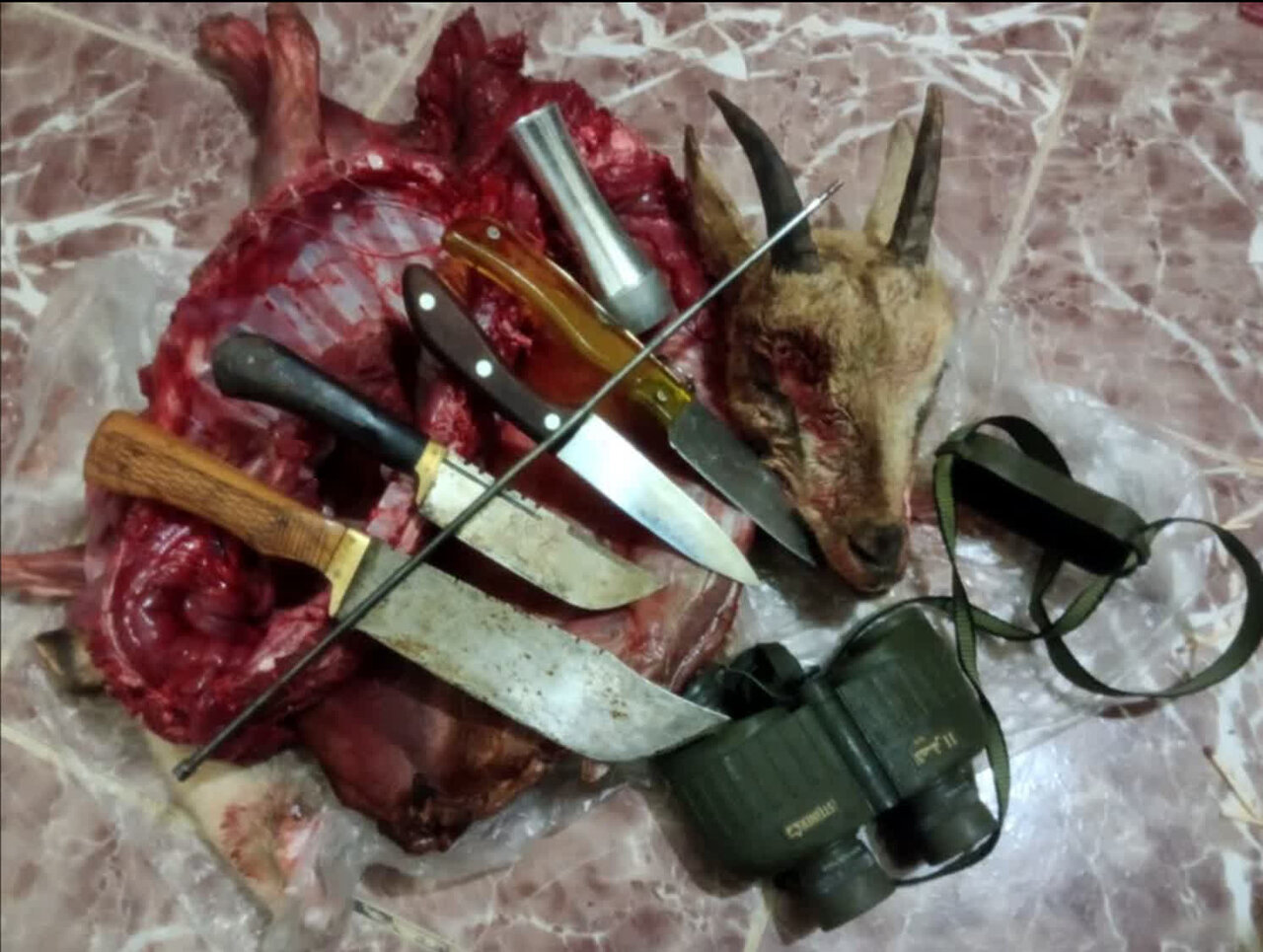 دستگیری متخلفان شکار حیاتوحش و کشف لاشه کل وحشی در منطقه قیصری دستگیری متخلفان شکار حیاتوحش و کشف لاشه کل وحشی در منطقه قیصری