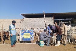 ارائه بیش از ۱۳۶ هزار خدمت رایگان دامپزشکی در سیستان و بلوچستان