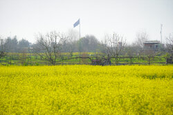 دشت های زرد مزارع کلزا در مازندران