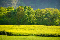 ارائه راهکارهای عملیاتی برای تقویت تاب‌آوری بخش کشاورزی