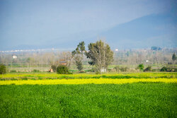 وضعیت مزارع کنگاور مطلوب ارزیابی شد