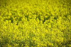 کریمی: با آفات ۵۰۰ هکتار مزارع غلات کرمانشاه مبارزه شد