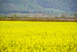 رایزنی برای تقویت کشاورزی گیلانغرب انجام شد