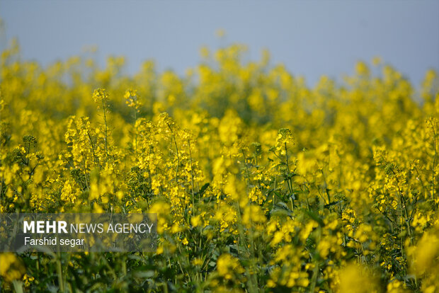 دشت های زرد مزارع کلزا در مازندران