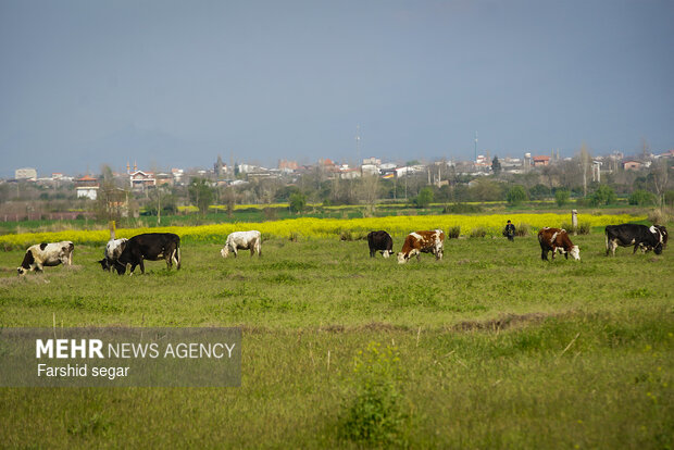 دشت های زرد مزارع کلزا در مازندران