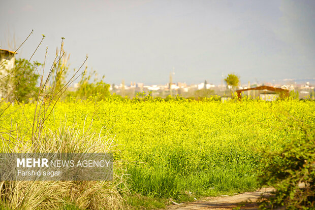 دشت های زرد مزارع کلزا در مازندران
