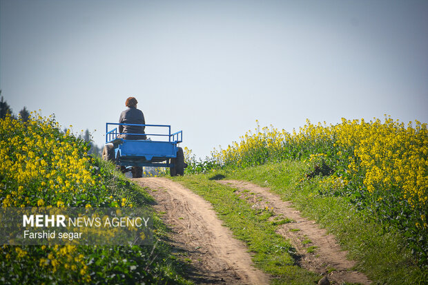 واسطه: کشاورزان خراسان شمالی با هماهنگی اقدام به کشت کنند
