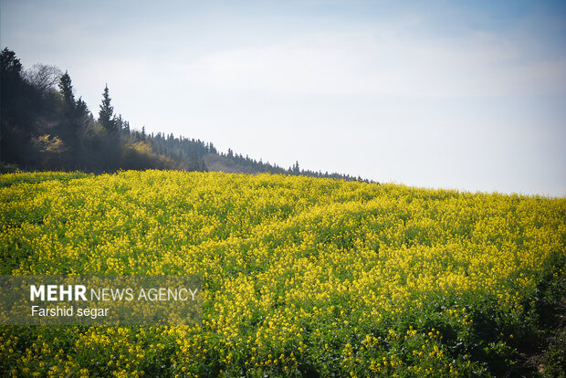 دشت های زرد مزارع کلزا در مازندران
