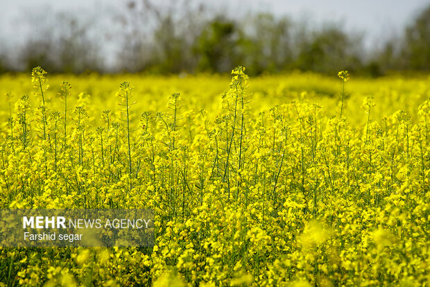 دشت های زرد مزارع کلزا در مازندران