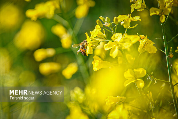 برداشت کلزا در لامرد آغاز شد