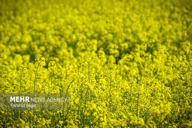 کریمی: با آفات ۵۰۰ هکتار مزارع غلات کرمانشاه مبارزه شد
