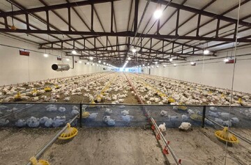 مشکل تأمین آب مرغداری ۳۵ هزار قطعه‌ای کنگاور برطرف شد