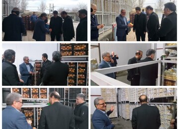 بازدید مدیران تعاون و کار کرمانشاه از سردخانه میوه تنظیم بازار