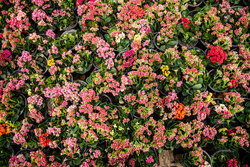 Spring blossoms in Tehran