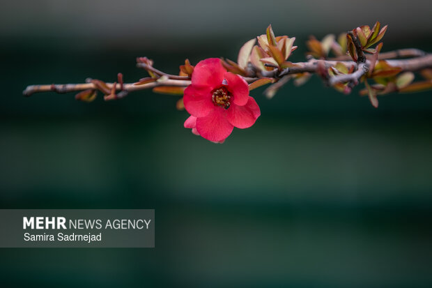 Spring blossoms in Tehran
