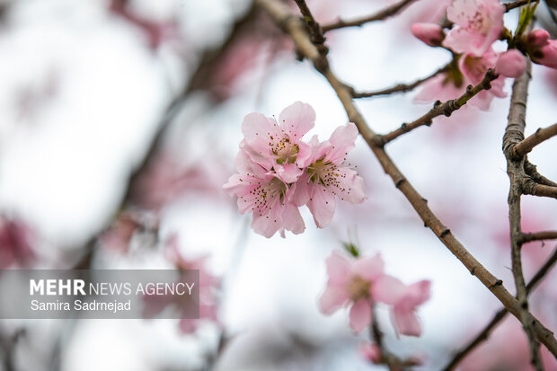Spring blossoms in Tehran
